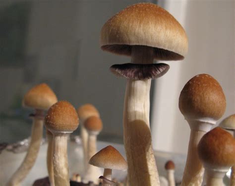 Is it likely to become addicted to magic mushrooms